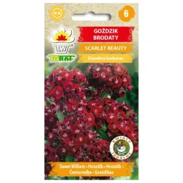 gozdzik-brodaty-scarlet-beauty-05g