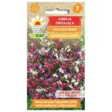 lobelia-zwisajaca-cascade-mixed-01g