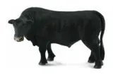 byk-czarny-angus-collecta