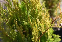 cyprysik-groszkowy-plumosa-aurea-na-bonsai-forma-niwaki