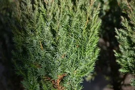 jalowiec-chinski-stricta-na-skalniak-i-taras