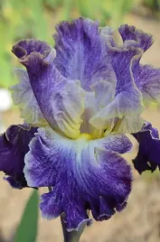 irys-brodkowy-moonlit-water-klacze-fioletowy-z-zoltym-srodkiem