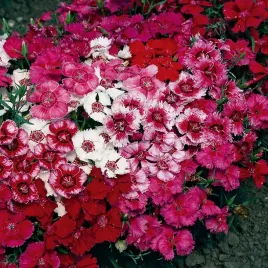 gozdzik-brodaty-pelny-niski-mieszanka-nasiona-kwiatow