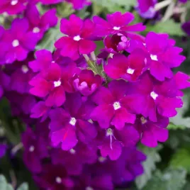 werbena-ogrodowa-fioletowa-nasiona-kwiatow-fioletowe-kwiaty-latwa-uprawa