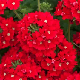 werbena-ogrodowa-czerwona-nasiona-kwiatow-roslina-jednoroczna