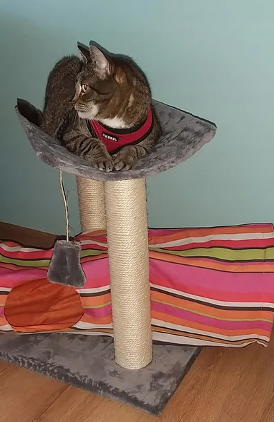 drapak-21-ogonek-2-u