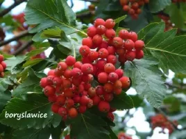 jarzab-szwedzki-sorbus-intermedia-w-doniczce-c2-wys-60-80-cm