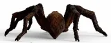 aragog-wizarding-world-wiek-dziecka-3-lata