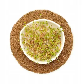 rukola-nasiona-na-kielki-kielkownica-250g