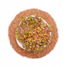 rzodkiewka-red-coral-nasiona-na-kielki-250g