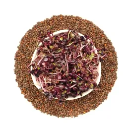 rzodkiewka-red-purple-nasiona-na-kielki-250g