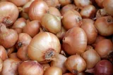 cebula-wolska-nasiona-4g-toraf-28-rodzaj-rosliny-cebula