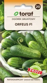 ogorek-gruntowy-orfeus-f1-bez-nasion-wczesny-nasiona-2g-toraf-131