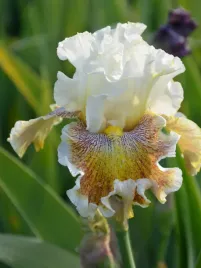 irys-brodkowy-wonder-never-cease-klacze-kremowo-bordowy