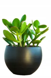 oslonka-do-kwiatow-12-cm-grafit