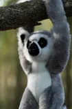 pluszowy-lemur-na-rzepy-marka-tobar