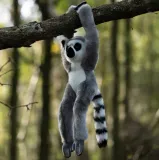 pluszowy-lemur-na-rzepy-material-tkanina