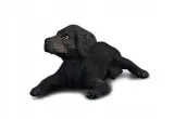 pies-labrador-szczenie-plec-chlopcy-dziewczynki