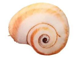 maskotka-przytulanka-pluszowa-poduszka-w-ksztalcie-slimaka-50x40-cm