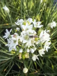 szczypior-czosnkowy-o-walorach-smakowych-i-ozdobnych