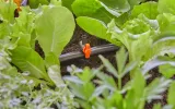 gardena-micro-drip-system-dysza-pasmowa-13319-20-rodzaj-dysza-do-zraszania-marka-gardena