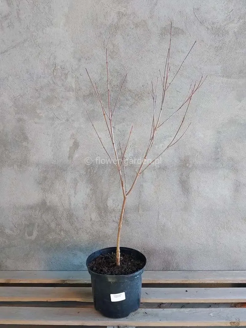 deren-kousa-cappucino-c5-kolor-kwiatow-biale-rozowe