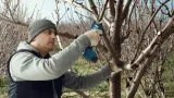 akumulatorowy-sekator-pro-pruner-bosch-korpus-stan-opakowania-oryginalne