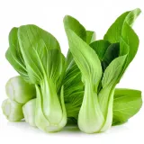 kapusta-chinska-pak-choi-1g-toraf-97-cykl-rozwojowy-rosliny-jednoroczna