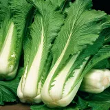 kapusta-chinska-pak-choi-1g-toraf-97-stan-opakowania-oryginalne