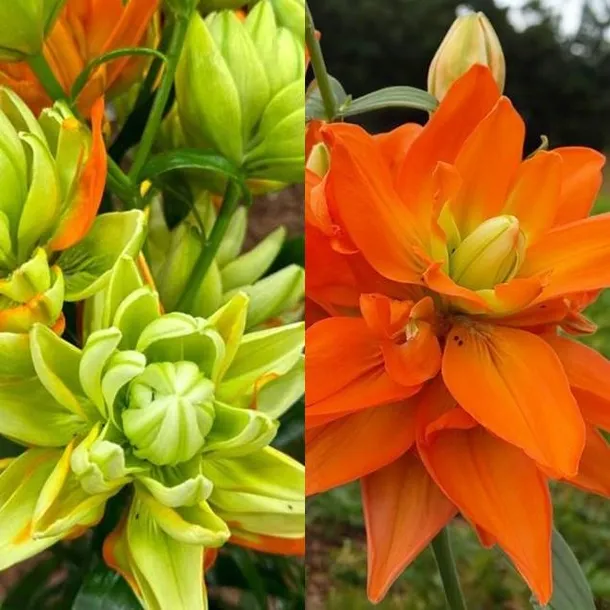 Lilia LA Hulk 1 szt. bezpyłkowa cebule cebulki lilii lilie