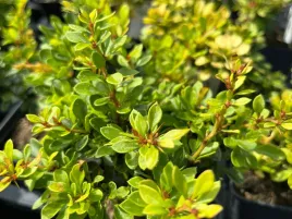 berberys-zielony-kobold-p9-karlowy-sadzonka