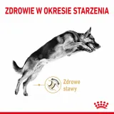 royal-canin-german-shepherd-5-12kg-wiek-zwierzecia-psy-starsze