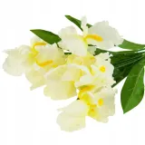 bukiet-irys-wys-56-cm-bialy-wysokosc-maksymalna-1-cm