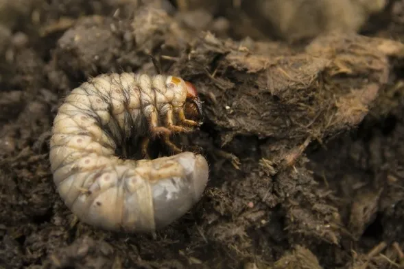 agrecol-grammini-limit-10-g-394-stan-nowy-zastosowanie-owadobojcze-przeciwko-insektom