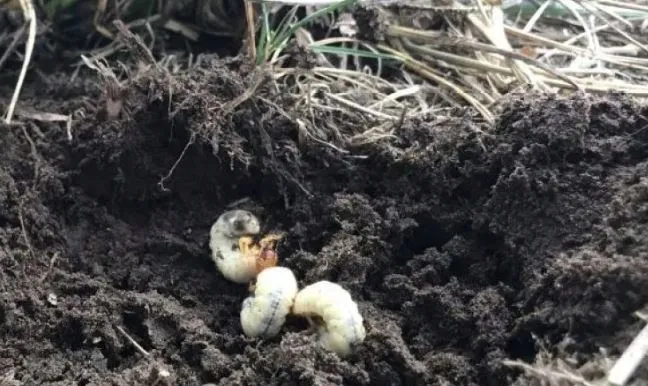 agrecol-grammini-limit-10-g-394-stan-nowy-stan-opakowania-oryginalne