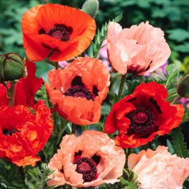 mak-wschodni-mieszanka-maki-nasiona-kwiatow-duze-kolorowe-kwiaty