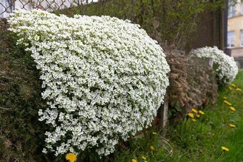 nasiona-zagwin-ogrodowy-bialy-pixie-pearls-bylina-rodzaj-rosliny-inny