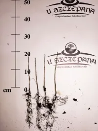 pigwowiec-japonski-sadzonki-pigwowca-japonskiego-nalewki-przetwory-pigwa