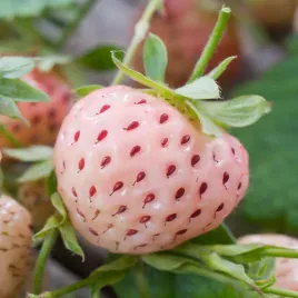 truskawka-annanasa-white-dream-biala-1-szt-truskawki-sadzonki