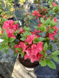 azalia-japonska-azalea-japonica