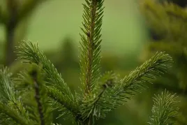 swierk-schrenka-fioletowe-szyszki