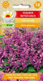 nasiona-szalwia-blyszczaca-fioletowa-10-szt