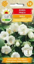 nasiona-kobea-pnaca-biala-6-szt