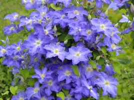 powojnik-clematis-stefan-franczak-niebieskie-kwiaty-wielkokwiatowy-c2