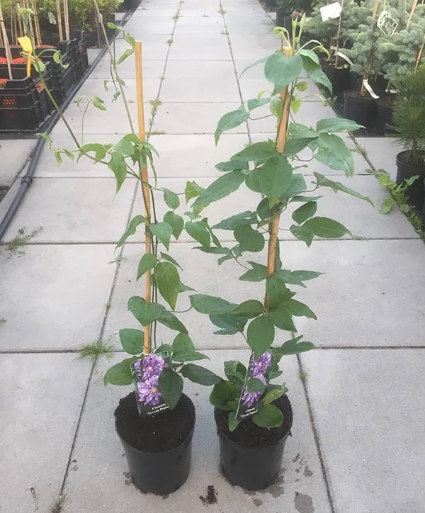 powojnik-clematis-vyvyan-pennell-c2-waga-z-opakowaniem-2-6-kg