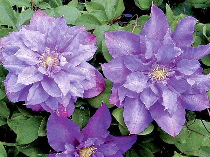 powojnik-clematis-vyvyan-pennell-c2-waga-z-opakowaniem-2-6-kg