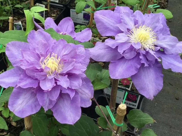 powojnik-clematis-vyvyan-pennell-c2-kod-produktu-clematis80475-etk