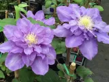 powojnik-clematis-vyvyan-pennell-c2-kod-produktu-clematis80475-etk