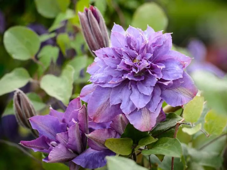 powojnik-clematis-vyvyan-pennell-c2-waga-z-opakowaniem-2-6-kg