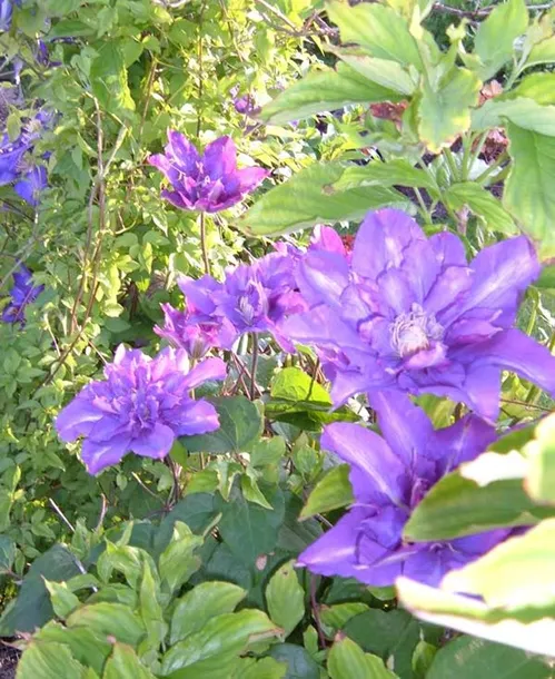 powojnik-clematis-vyvyan-pennell-c2-stan-nowy